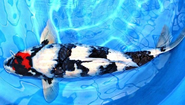  Daftar Ikan Hias Termahal Di Dunia ikan koi black dragon