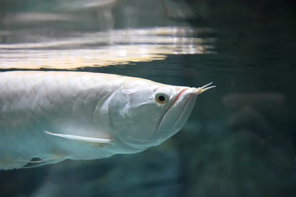 Daftar Ikan Hias Termahal Di Dunia ikan arowana